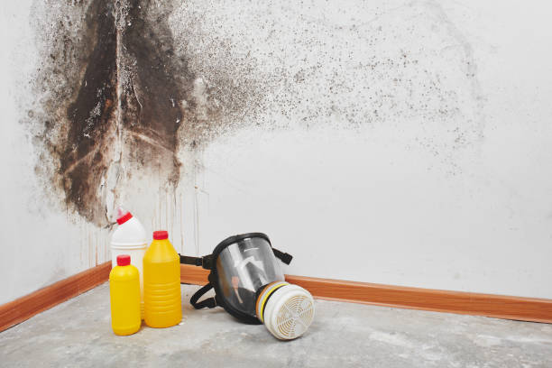 Best Mold Removal Near Me  in East Patchogue, NY