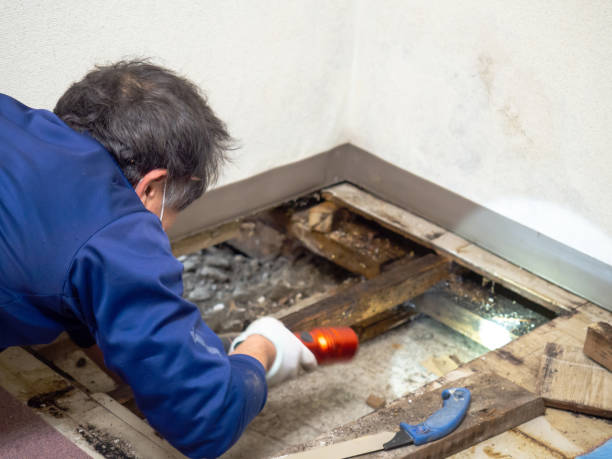 Best Attic Mold Removal  in East Patchogue, NY