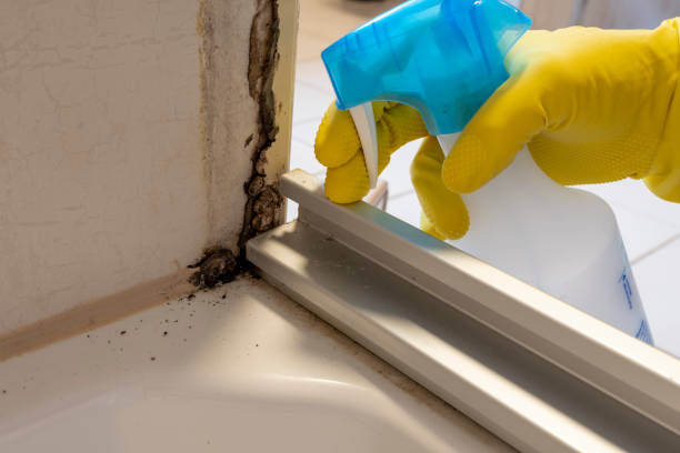 Best Local Mold Removal Service  in East Patchogue, NY