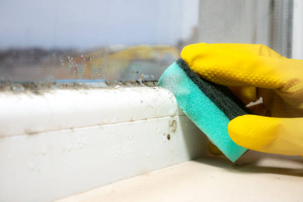 Best Black Mold Removal  in East Patchogue, NY