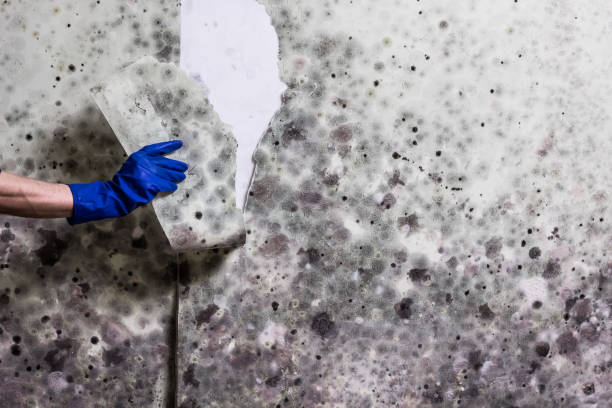 Best Fast Mold Removal  in East Patchogue, NY