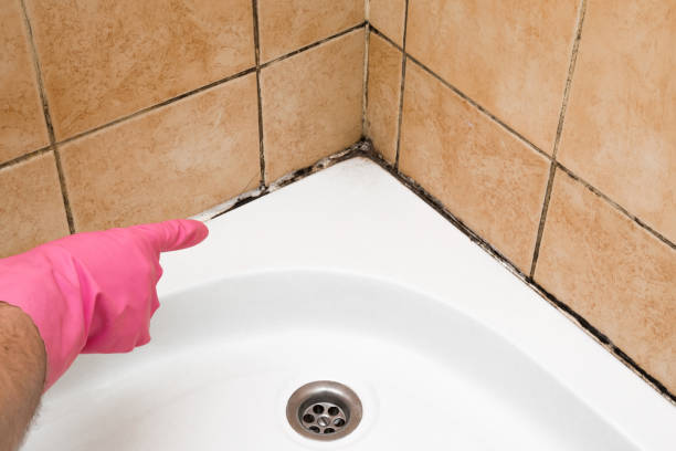 Certified Mold Removal in East Patchogue, NY